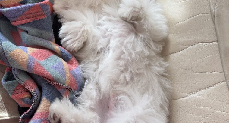 FLUFFY WHITE MALTESE FOR SALE