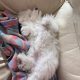 FLUFFY WHITE MALTESE FOR SALE