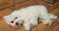 FLUFFY WHITE MALTESE FOR SALE