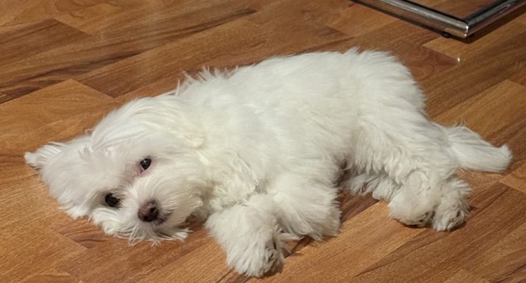 FLUFFY WHITE MALTESE FOR SALE