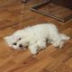 FLUFFY WHITE MALTESE FOR SALE