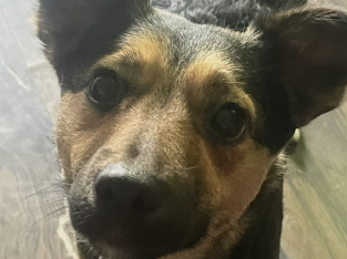 Dog needs a new home