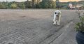 Old English Sheepdog Puppies in Ennis