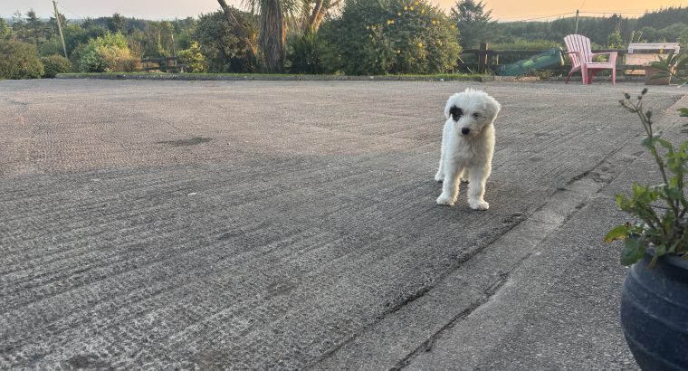 Old English Sheepdog Puppies in Ennis