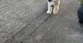 Old English Sheepdog Puppies in Ennis