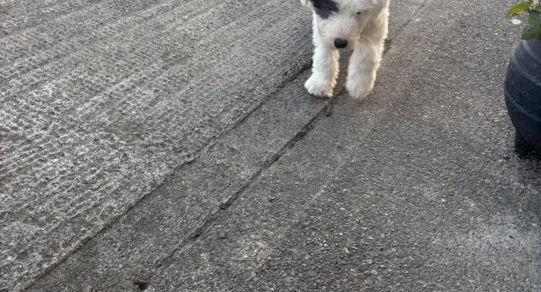 Old English Sheepdog Puppies in Ennis