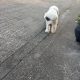 Old English Sheepdog Puppies in Ennis