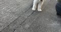 Old English Sheepdog Puppies in Ennis