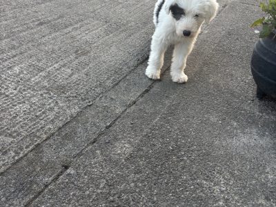 Old English Sheepdog Puppies in Ennis