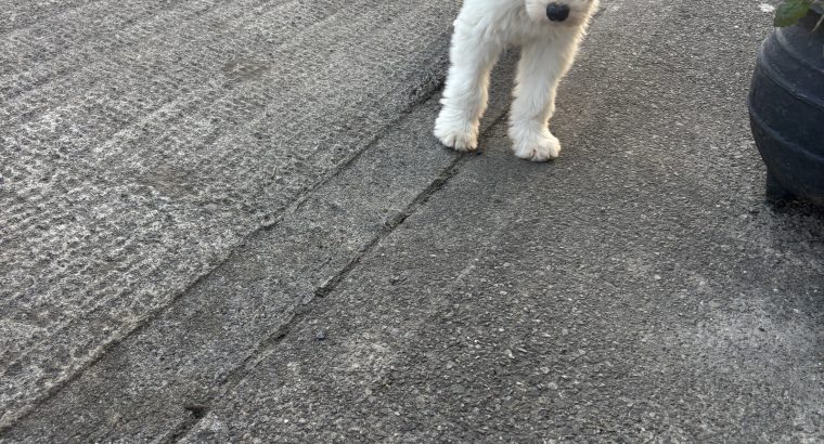 Old English Sheepdog Puppies in Ennis