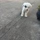 Old English Sheepdog Puppies in Ennis