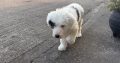 Old English Sheepdog Puppies in Ennis
