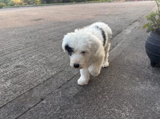 Old English Sheepdog Puppies in Ennis