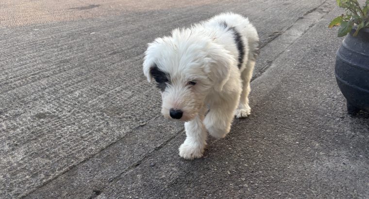 Old English Sheepdog Puppies in Ennis