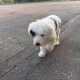 Old English Sheepdog Puppies in Ennis