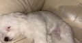 FLUFFY WHITE MALTESE FOR SALE