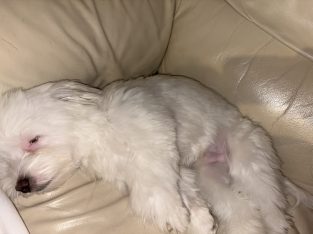 FLUFFY WHITE MALTESE FOR SALE