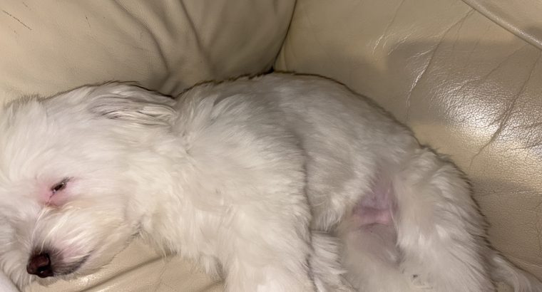 FLUFFY WHITE MALTESE FOR SALE