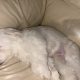 FLUFFY WHITE MALTESE FOR SALE