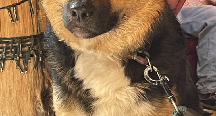 Collie Cross in Applewood – Loving Companion
