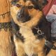 Collie Cross in Applewood – Loving Companion