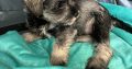 Mini Schnauzers in Dublin