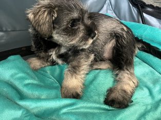 Mini Schnauzers in Dublin