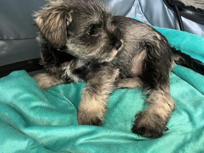 Mini Schnauzers in Dublin