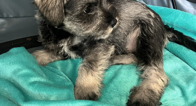 Mini Schnauzers in Dublin