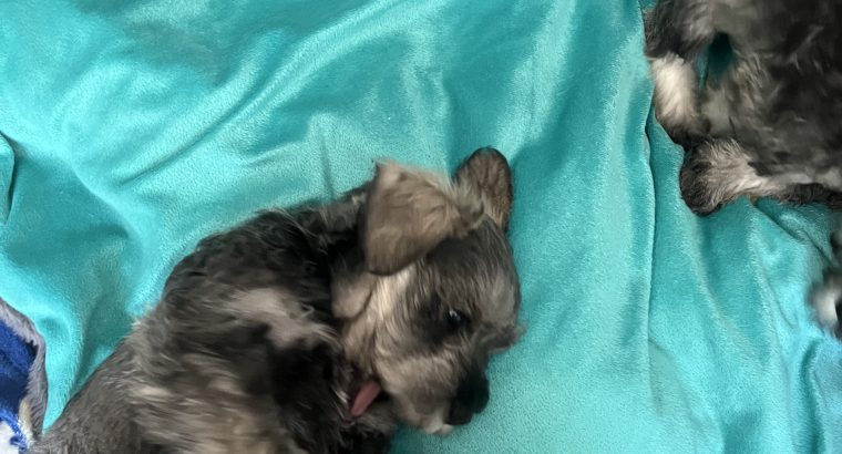 Mini Schnauzers in Dublin