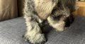 Mini Schnauzers in Dublin