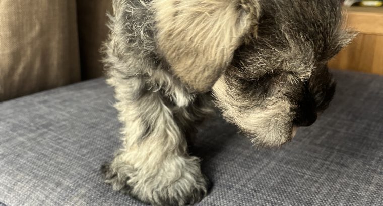 Mini Schnauzers in Dublin