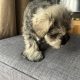 Mini Schnauzers in Dublin