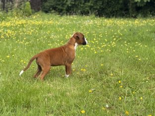 Adorable Boxer Puppies Ready for Loving Homes ð¾❤️