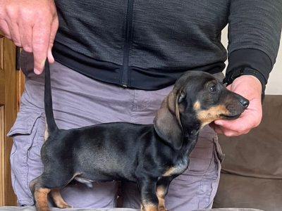 Miniature Dachshund Puppies for Sale in Cavan