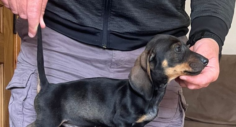 Miniature Dachshund Puppies for Sale in Cavan