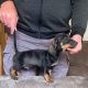 Miniature Dachshund Puppies for Sale in Cavan