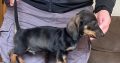 Miniature Dachshund Puppies for Sale in Cavan