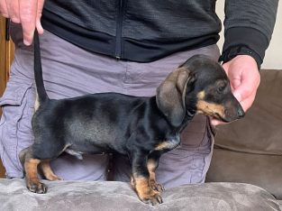 Miniature Dachshund Puppies for Sale in Cavan