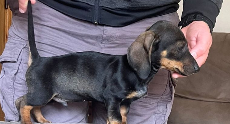 Miniature Dachshund Puppies for Sale in Cavan