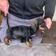 Miniature Dachshund Puppies for Sale in Cavan