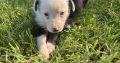 Black Collie Puppies for Sale in Monaghan