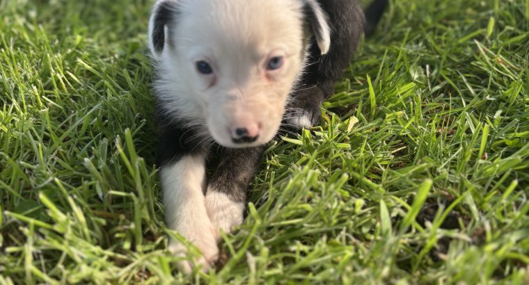 Black Collie Puppies for Sale in Monaghan