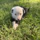 Black Collie Puppies for Sale in Monaghan