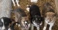 Collie Puppies for Sale in Cavan – Active & Playful
