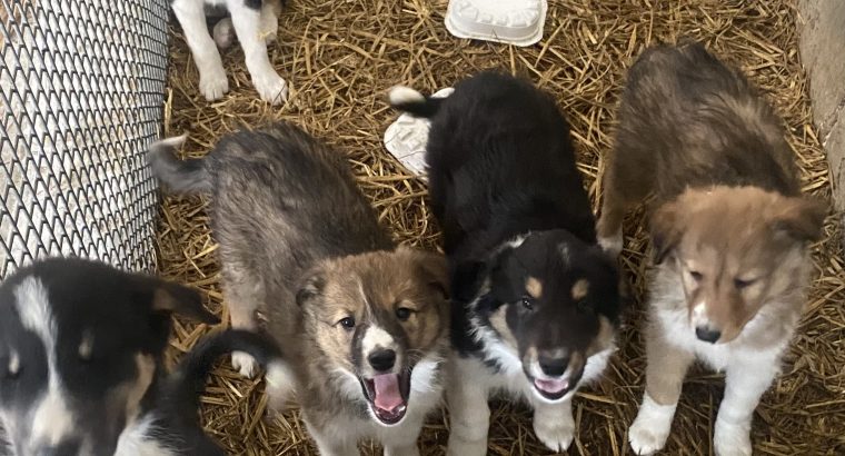 Collie Puppies for Sale in Cavan – Active & Playful