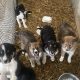 Collie Puppies for Sale in Cavan – Active & Playful