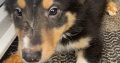 Collie Puppies for Sale in Cavan – Active & Playful