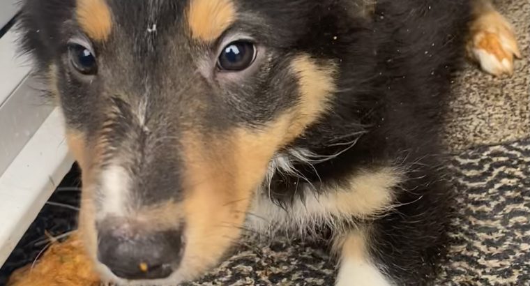 Collie Puppies for Sale in Cavan – Active & Playful