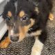 Collie Puppies for Sale in Cavan – Active & Playful